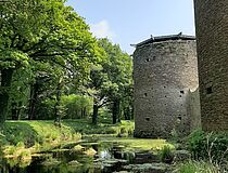 Flore du château de Ranrouët - Agrandir l'image (fenêtre modale)